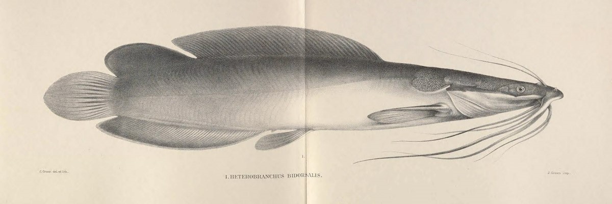 Heterobranchus bidorsalis